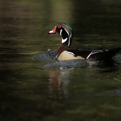 Sticker - Gorgeous Male Wood Duck Silver Springs Paddling Trail Florida