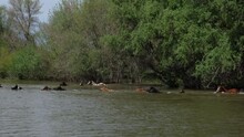 Wild Mustangs Are Floating On The River. A Herd Of Wild Horses Is Crossing To The Other Side Of The River.