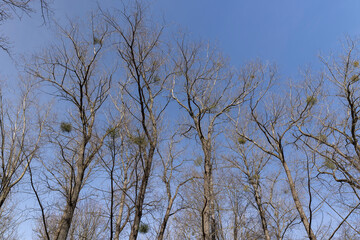 Bare trees in sunny spring weather, bare deciduous trees