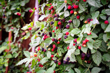 Vertical Wooden Fence Trellis Holds Load Of Ripe Blackberries Fruit Hanging On Vine Branch Lush Green Leaves At Vertical Growing Backyard Garden Dallas, Texas, USA