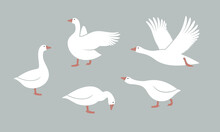 Goose Logo. Isolated Goose On White Background. Bird