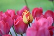 A close-up of the blossoms of tulips (tulipa).