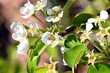 A close-up of the white blossoms of a pear tree in the bright spring sun.