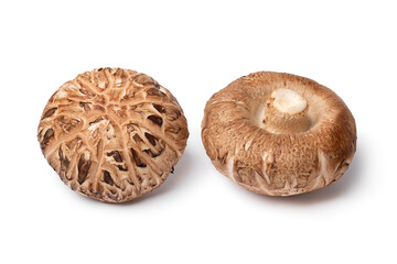 Pair of fresh whole shiitake mushrooms close up isolated on white background