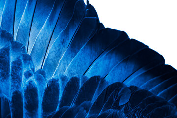 blue wing of a pigeon on a white isolated background. png