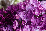Fototapeta Kwiaty - Beautiful bouquet of lilacs of different varieties close-up