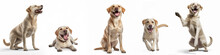 Animals Pets Dog Banner Panorama Long - Collection Of Funny Cute Crazy Laughing Lying, Jumping, Standing, Sitting Beige Yellow Labrador  Retrievers Dogs, Isolated On White Background, Generative AI