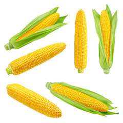 Wall Mural - corn ear, isolated on white background, full depth of field