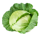 cabbage isolated on white background, full depth of field