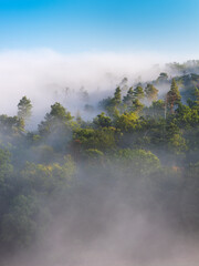 Wall Mural - natural forest covered by morning fog under blue sky