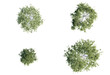 3d Plant Trees Betula Pendula Top view Cutout PNG