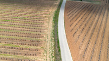 Aerial View Vineyards In Late Spring In The Ribera Del Duero Denomination Of Origin Area In Castilla Y Léon In Spain