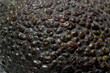 avocado skin texture close up