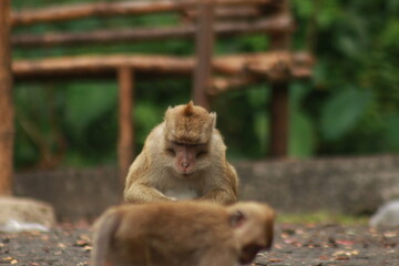 Plangon Cirebon Indonesian monkey, one of the animal species from the class Mammalia, order Primates and family Cercopithecidae, namely Macaca fascicularis or long-tailed Monkey