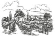 summer landscape, Provence, grape vine, Vineyard, hand drawn vector illustration realistic sketch