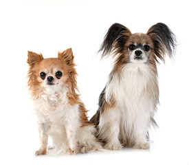 Wall Mural - old papillon dog and chihuahua in studio