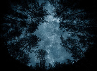 Wall Mural - view of the stars and the milky way against the backdrop of the forest. night starry sky over the fo