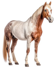 The Spotted Horse Is Standing. A Horse With A White And Brown Coat. Isolated On A Transparent Background. KI.