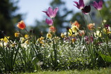 Fototapeta Dmuchawce - Tulipany kwitnące w parku wiosną
