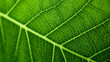 © ArtCookStudio - Green leaf macro background. Illustration AI Generative