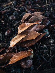 Wall Mural - close up of dried leaves