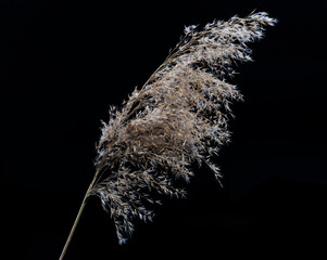 A sprig of withered grass on a black background