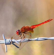 Red  Dragonfly On The Wire In Camargue, France