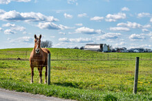 Work Horse At The Fence In Springtime. An Amish Draft Horse Stands At The Fence Of A Rural Pasture.