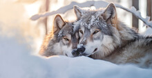 Wolf, The Power Of Family: Symbolizing Love And Loyalty In The Stillness Of Two Wolves Sleeping In The Snow.  Generative Ai