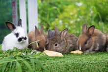 Group Of Adorable Rabbit Furry Bunny Hungry Eating Organic Fresh Baby Corn Sitting Together Green Grass Over Bokeh Nature Background. Family Baby Rabbit Brown Bunny Eating Baby Corn. Easter Animal Pet