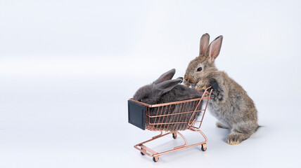 Wall Mural - Adorable rabbit ears bunny pushing shopping cart with newborn gray cuddly rabbit walking together on isolated white background. Mammal rabbit push shopping cart. Easter animal bunny family concept.