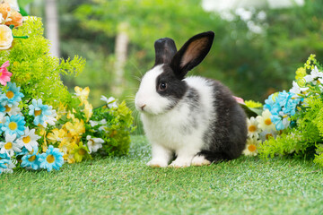 Wall Mural - Lovely rabbit ears bunny sitting playful on green grass with flowers over spring time nature background. Little baby rabbit white black bunny curiosity standing playful meadow summer background.Easter