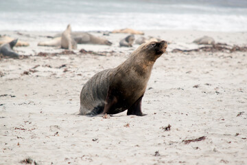 Wall Mural - the male sea lion is walking across the beach at seal bay