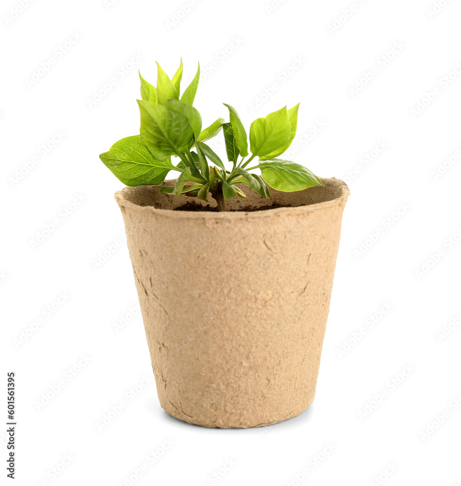 Peat pot with green seedling on white background