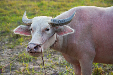 Wall Mural - A white buffalo in a rice field. Thailand