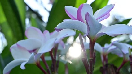 Wall Mural - close up white plumeria flower in the garden with sunlight, slow motion natural scene