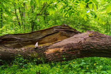 Wall Mural - Fallen tree in the green forest