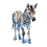 Fototapeta  - Baby Zebra watercolor with ink outline on white background, high detailed (generative AI)