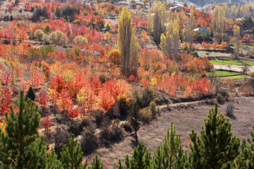 Poster - Autumn in a village in Anatolia