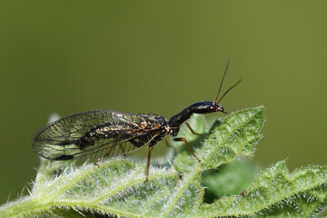 Wall Mural - A Snakefly, Phaeostigma notata, resting on a leaf in springtime.