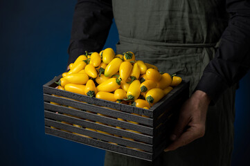 Wall Mural - Yellow Jalapeno peppers in wooden box in hands of farmer. Harvest of fresh hot yellow ripe mexican peppers. Bright spices. Dark blue background. Front view. Copy space. 