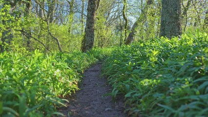 Wall Mural - Spring sunny forest at day and footpath. Nature landscape scene.