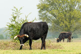 Fototapeta Sawanna - Tauros bull grazing from the grass