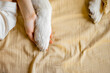 Woman holds dog's paw on bed, view from above. Relaxation and friendship with pets concept