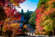秋の京都・神護寺の金堂から見た、カラフルな紅葉と快晴の青空