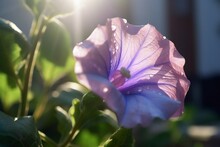 Purple Flower In The Garden Under The Sun