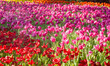Pink and Red tulip Garden fror Flower Background