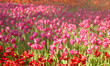 Pink and Red tulip Garden fror Flower Background