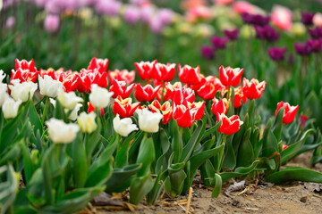 Wall Mural - Spring blooming tulip field. Flowers tulips,  Spring floral back