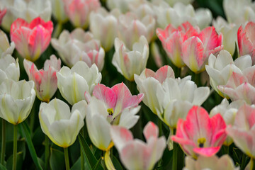 Wall Mural - Spring blooming tulip field. Flowers tulips,  Spring floral back